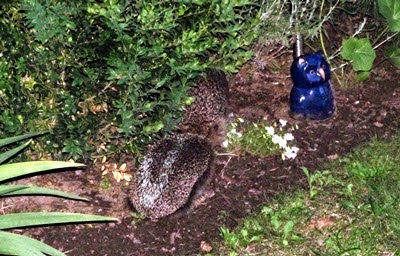 Hedschies Igel-Blog: Juni 2012