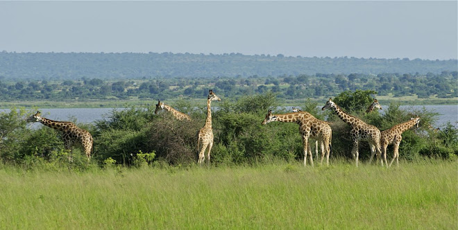 Uganda- oder Rothschildgiraffe