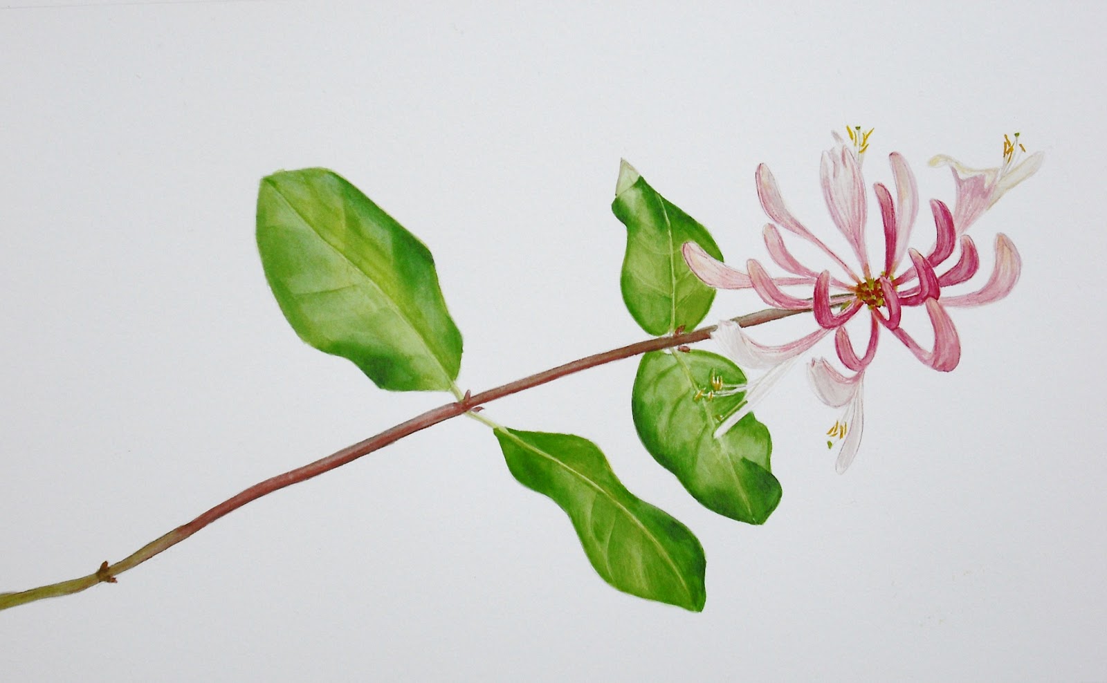 Honeysuckle Flower Line Drawing : Drawings of botanical things honeysuckle