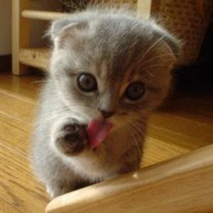 93 Foto Gambar Kucing Hormat Terlihat Keren 93 Foto Gambar Kucing Hormat Terlihat Keren