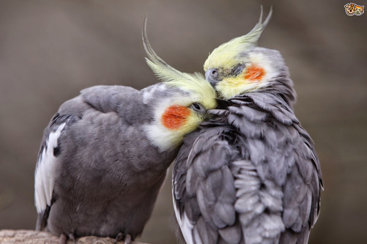 Bird Directory Pet Bird Illnesses