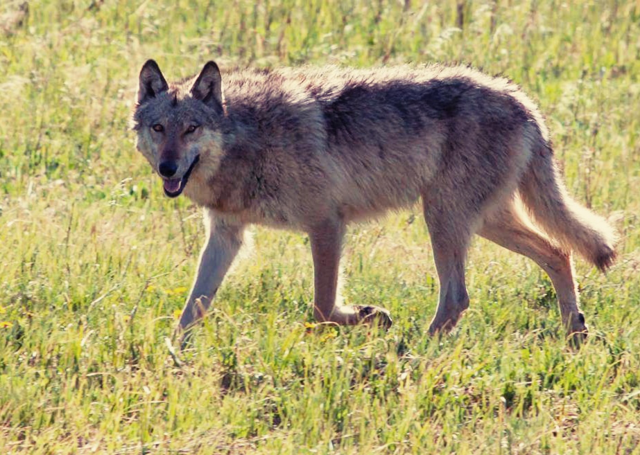 Contoh Hewan Karnivora | Contoh Majas