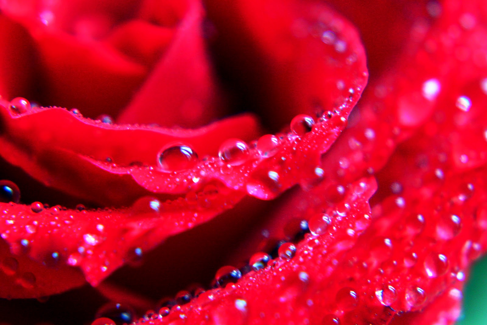 Flowers Roses Flowers Roses