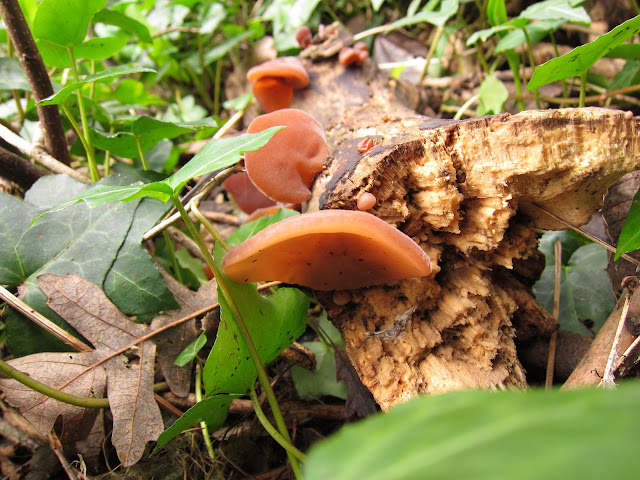 Jelly Ear fungus on an old fallen log.