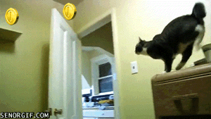 Résultat de recherche d'images pour gatos saltando gif