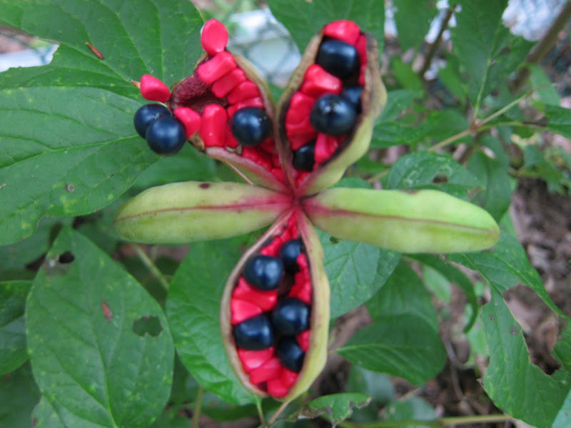 Pokeytown Kim Peony seed pod