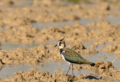 Avefría Europea (Vanellus vanellus). Grupo local SEO-Sevilla, XIX Recibimiento de Ánsares 2015.