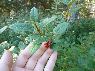 A branch full of buffaloberries
