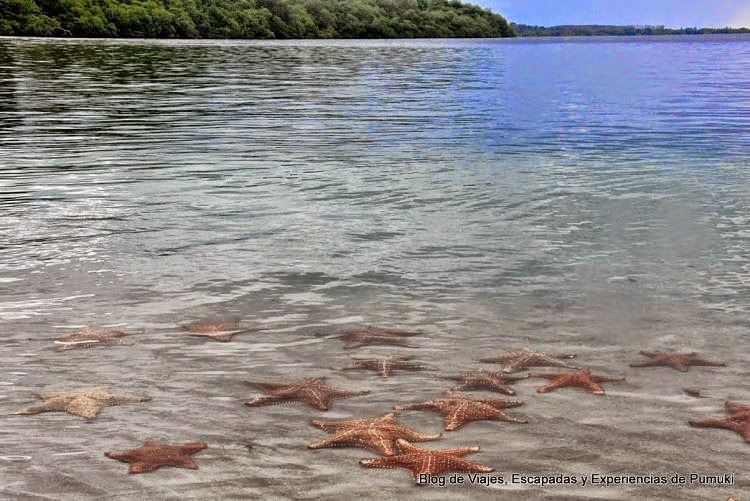 Playa Estrella en Bocas de Toro Playa Estrella en Bocas de Toro, Panamá. Un paraíso para las estrellas de mar