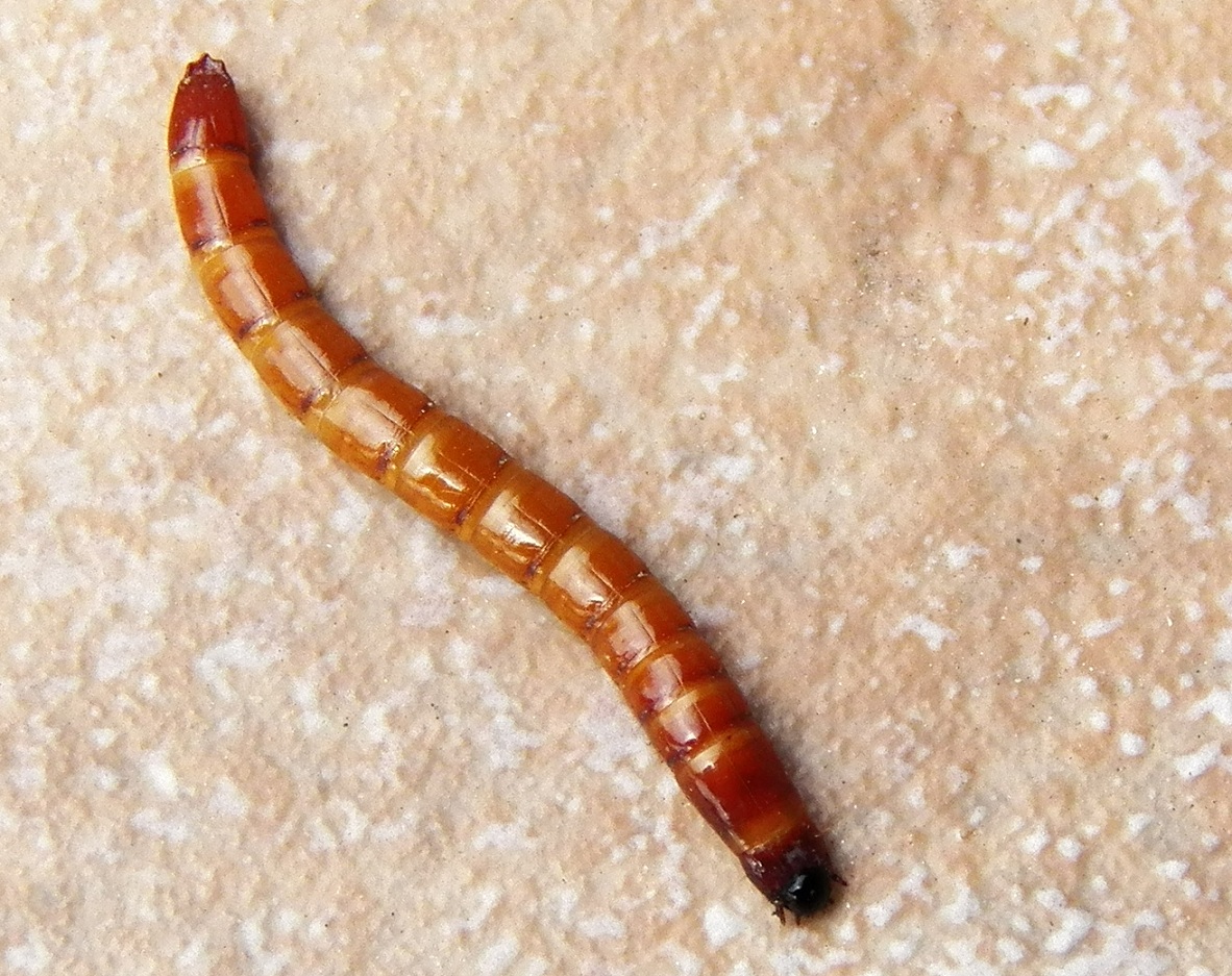 what lives in my yard wireworm click beetle larva larvae identification chart