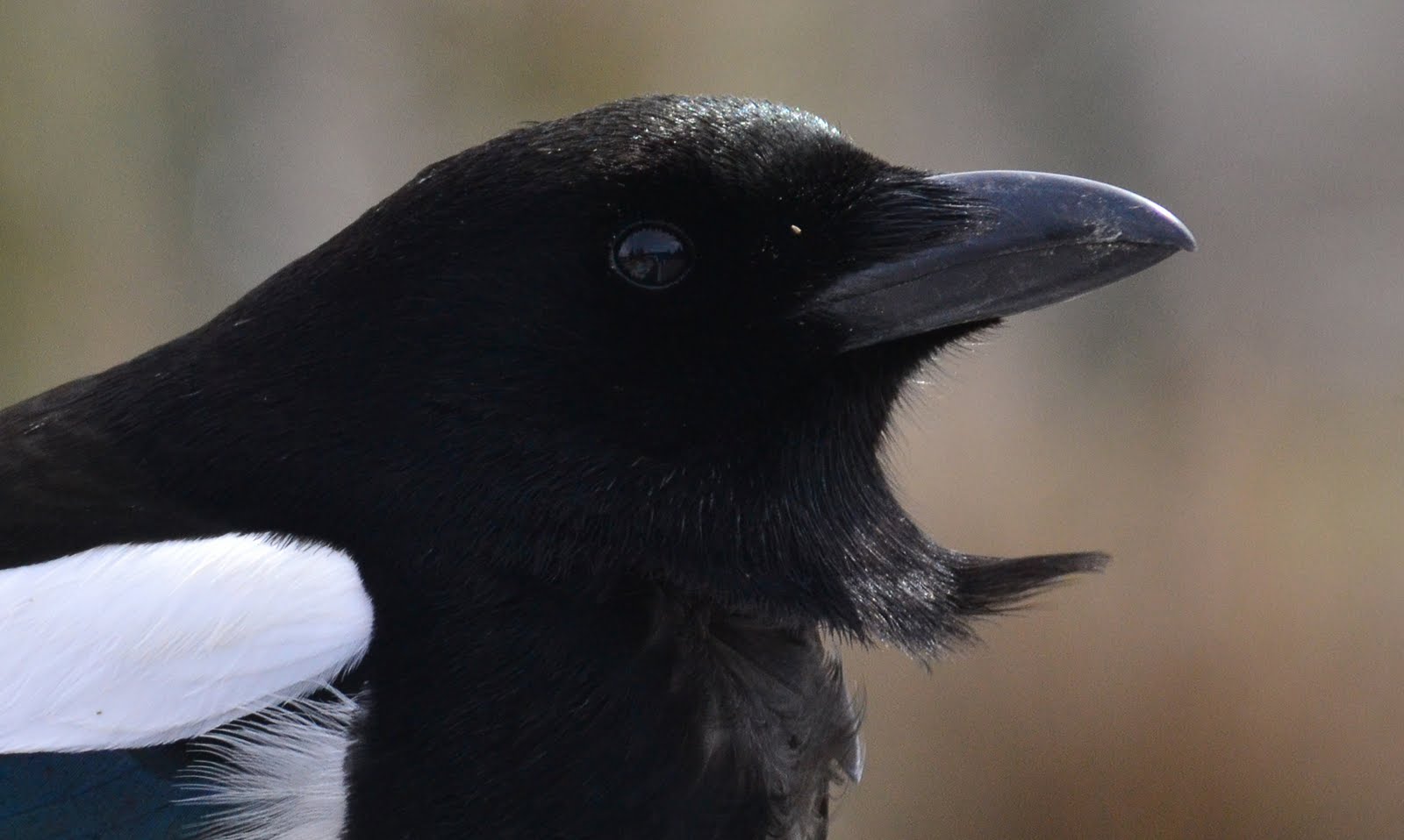 Putah Creek Photo The High Flying Birds of Wyoming and Montana Plus