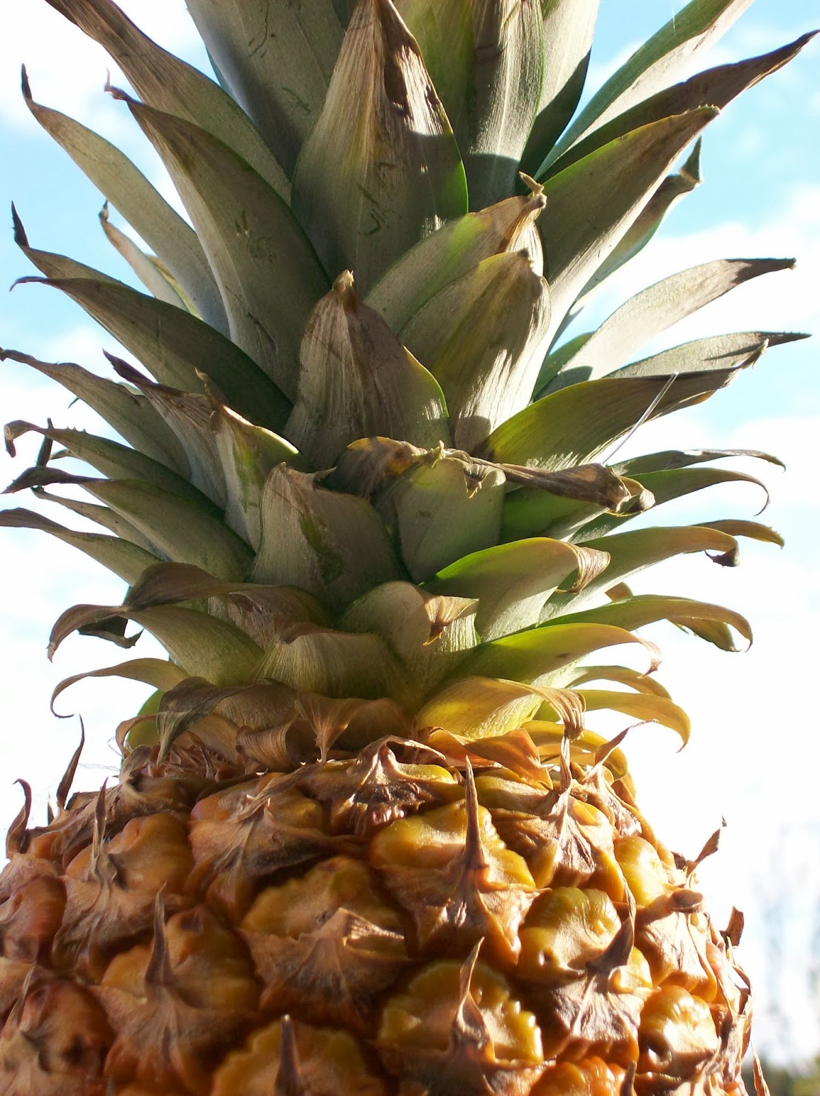 una nuova pianta da un ciuffo d'ananas