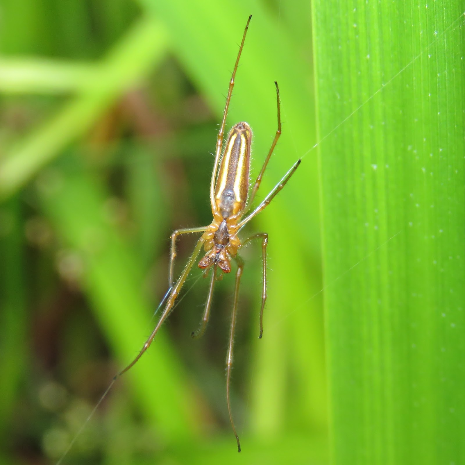 BugBlog Stretch spider identity revealed