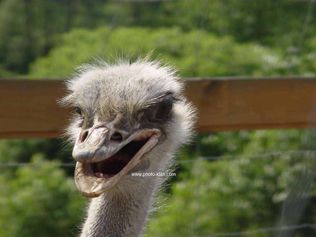 Funny Ostrich Photos