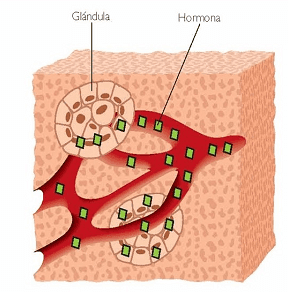 Sistema Exocrino Pdf