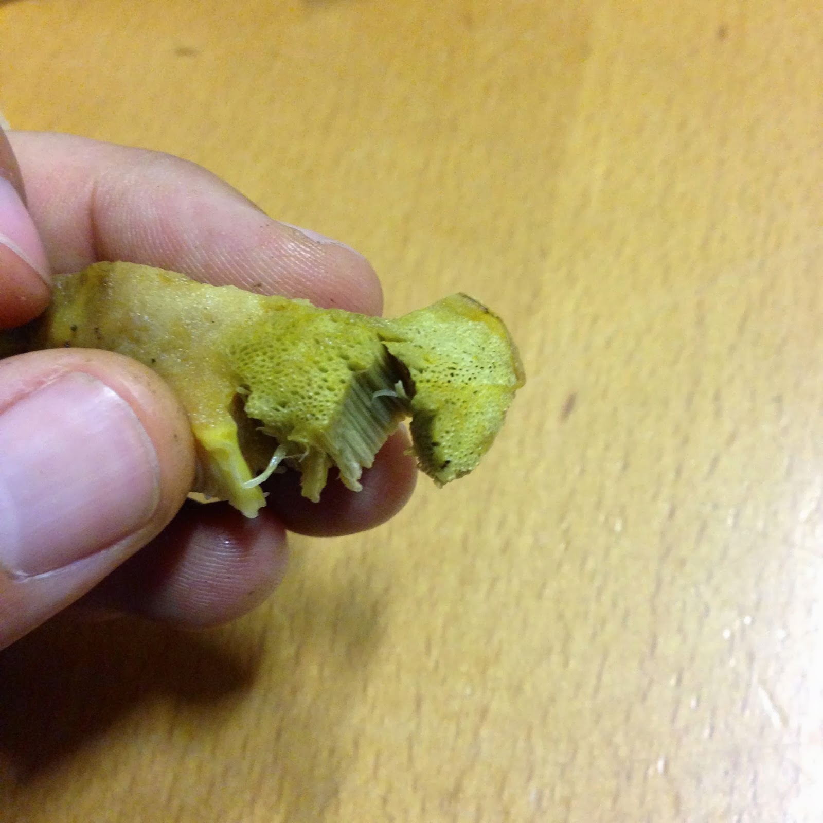 como se cocinan los boletus no solo las monjitas cocinan cosas ricas pimientos como se cocinan los boletus no solo las monjitas cocinan cosas ricas pimientos