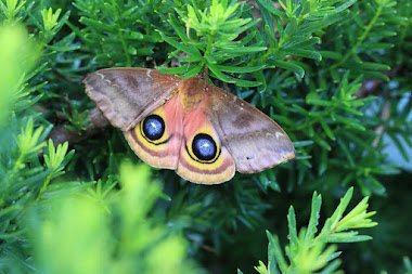 Unusual Io Moth
