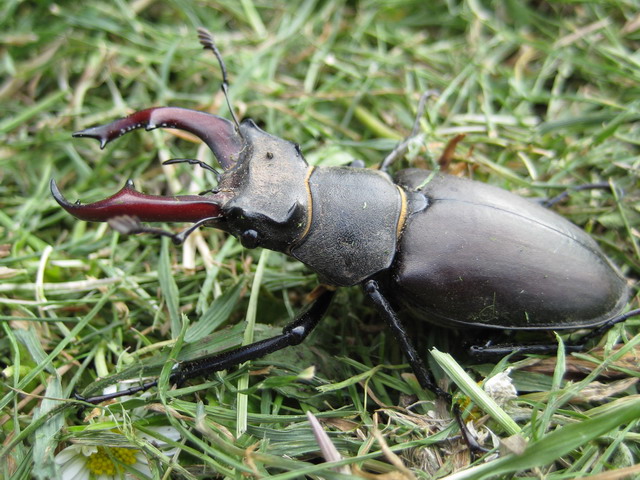 English Stag Beetle