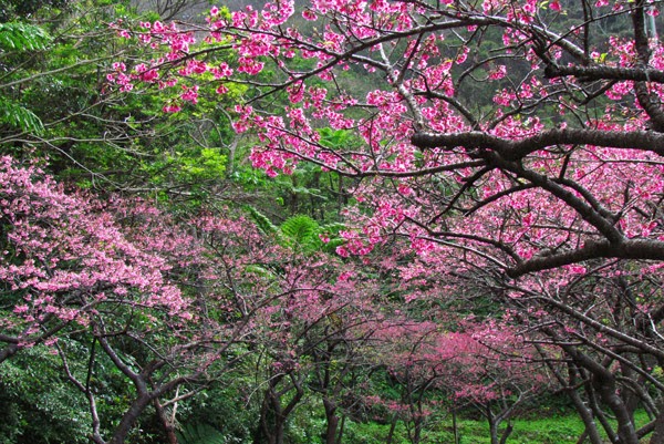 Mount Yae Alchetron, The Free Social Encyclopedia