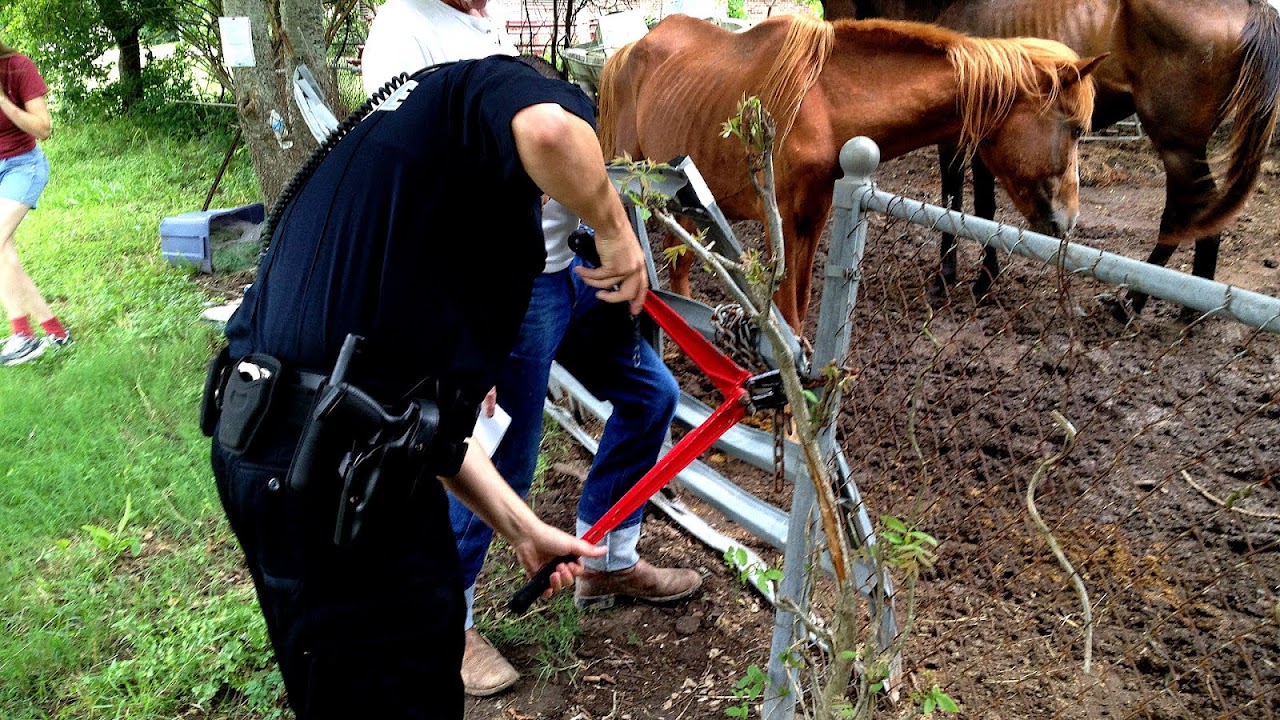 Soring Animal Abuse Horses Horse Choices