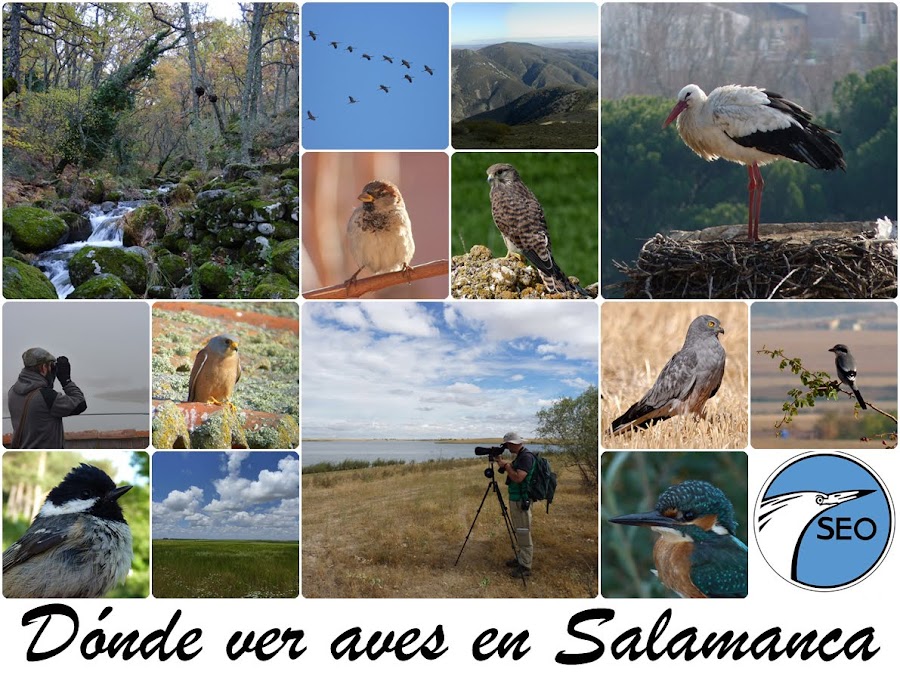 Dónde ver aves en Salamanca