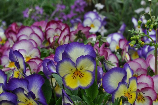 Granny Mountain: Easter Bunny Flowers