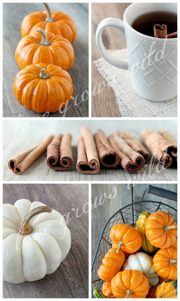 Fall Photography at Love Grows Wild - The Shop!