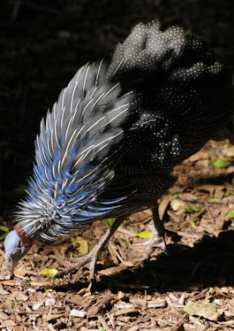 Vulturine Guineafowl, 152