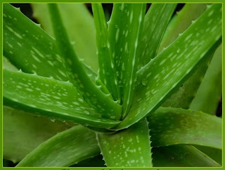 Aloe Vera Health Benefits top benefits of aloevera