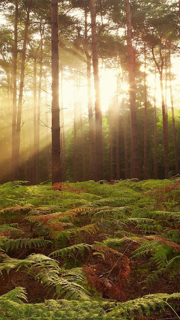 Hình nền iphone 5 đẹp