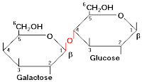 molécula lactose