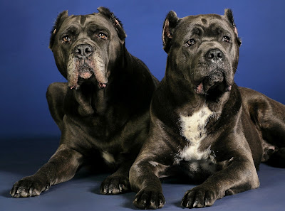 Cane corso