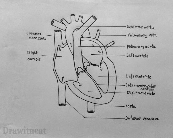 Draw It Neat How To Draw Internal Structure Of Human Heart