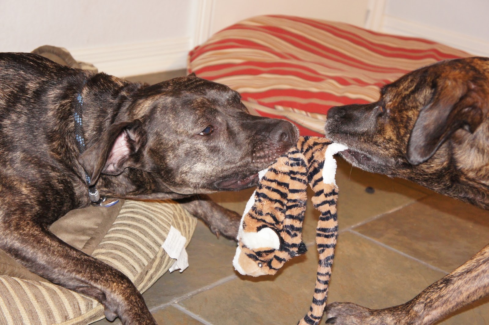 A Dog Named Hank tiger tugowar