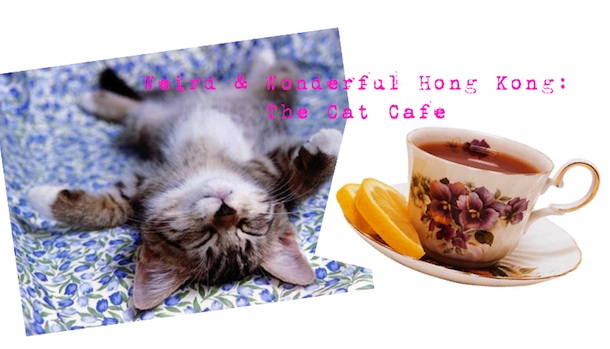 Colony Cat Cafe Gift Certificate Colony Cat Cafe Gift Certificate