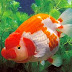 Comment for this Gambar Ikan Air Tawar Nila Lele Udang Wader