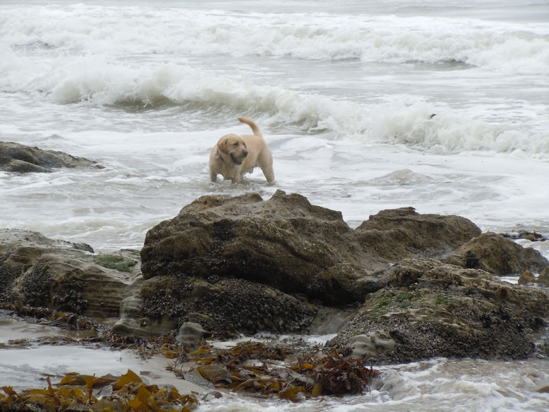 Hendry's Dog Beach surf pup