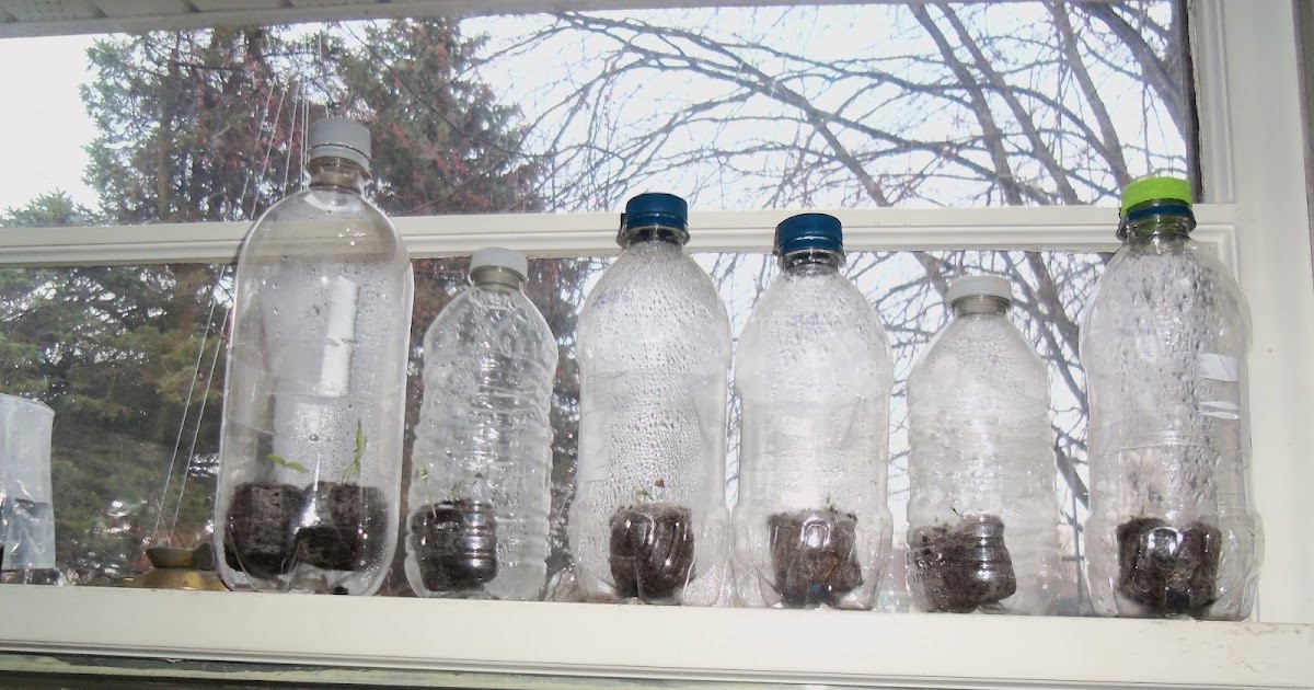 The Everyday Gardener A FEW NEW THINGS IN THE GARDEN