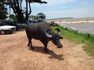 VISITE O NOSSO MARAJÓ.