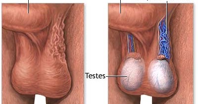pain sex tv undescended testis in adult
