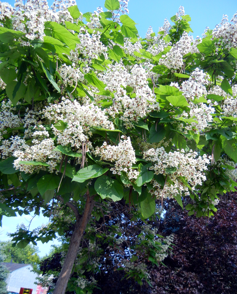 Ronna's Blog Catalpa Tree Saved!