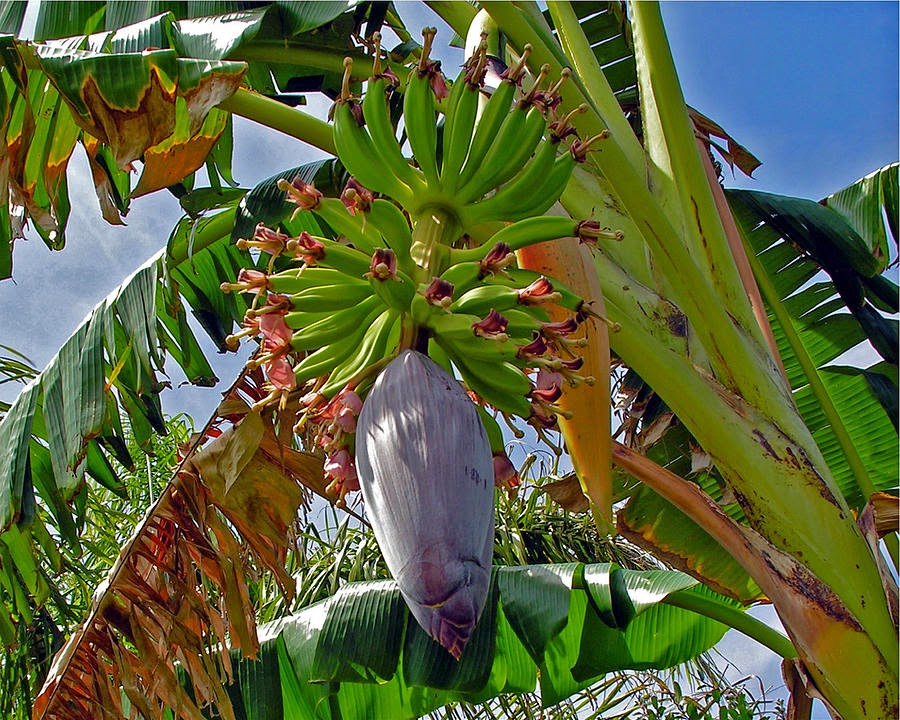 Cara pembiakan semula jadi pokok pisang