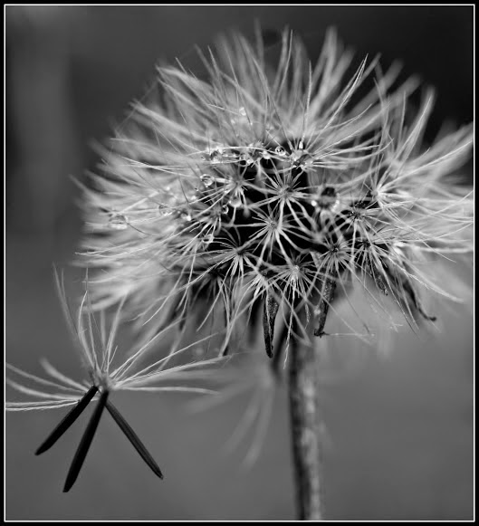 Macro Black And White Photography Black and White Photography
