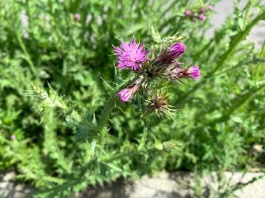 Carduus pycnocephalus (Cardo saettone)