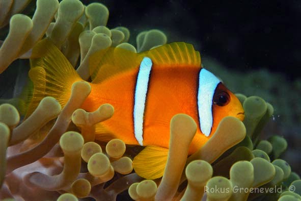 Red Sea Clownfish / Anemonefish (Amphiprion Bicinctus)