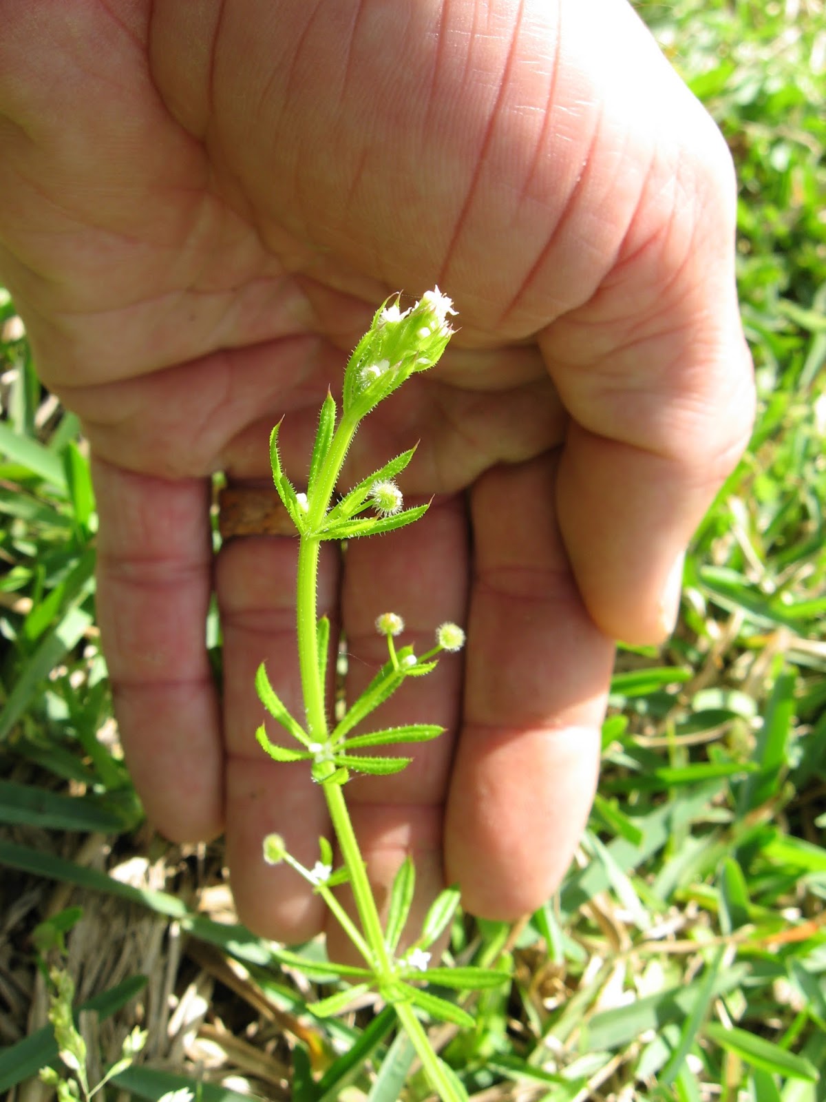 Survival in the Wasteland Foraging East Texas