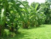 Budidaya Pisang Cara Menanam Pohon Pisang Budidaya Pisang, Cara Menanam pisang, Pohon Pisang, pisang, buah pisang, cara menanam pohon pisang, tanaman pisang, manfaat buah pisang