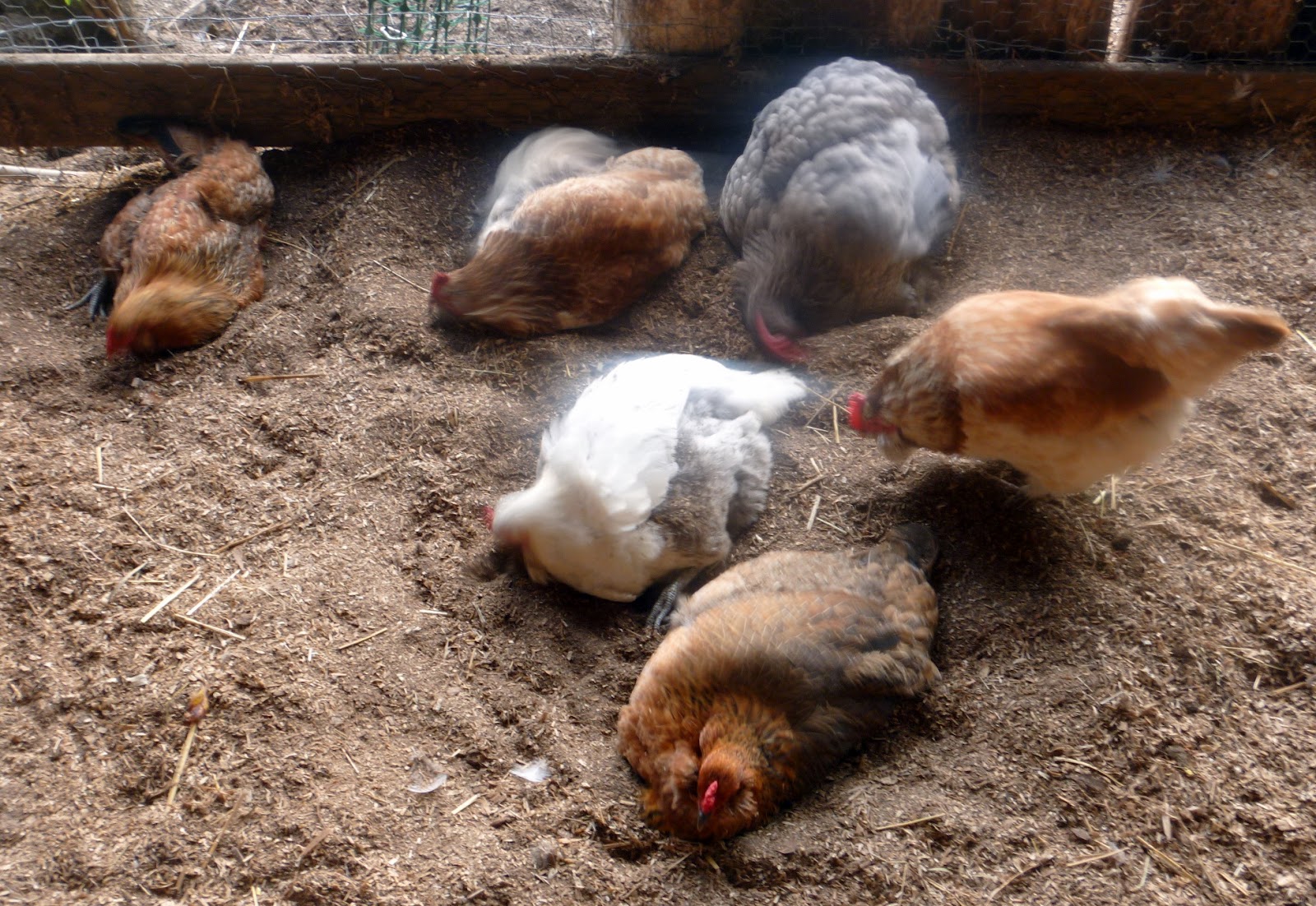 Bathing Beauties Why Dust Baths are So Important for Chickens Fresh Eggs Daily®