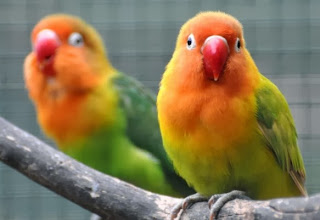 Tips Mengobati Burung Lovebird yang Sakit Mata