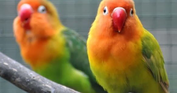 cara mengobati burung lovebird yang sakit mata tips cara mengobati burung lovebird yang sakit mata tips